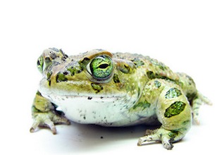 European-green-toad